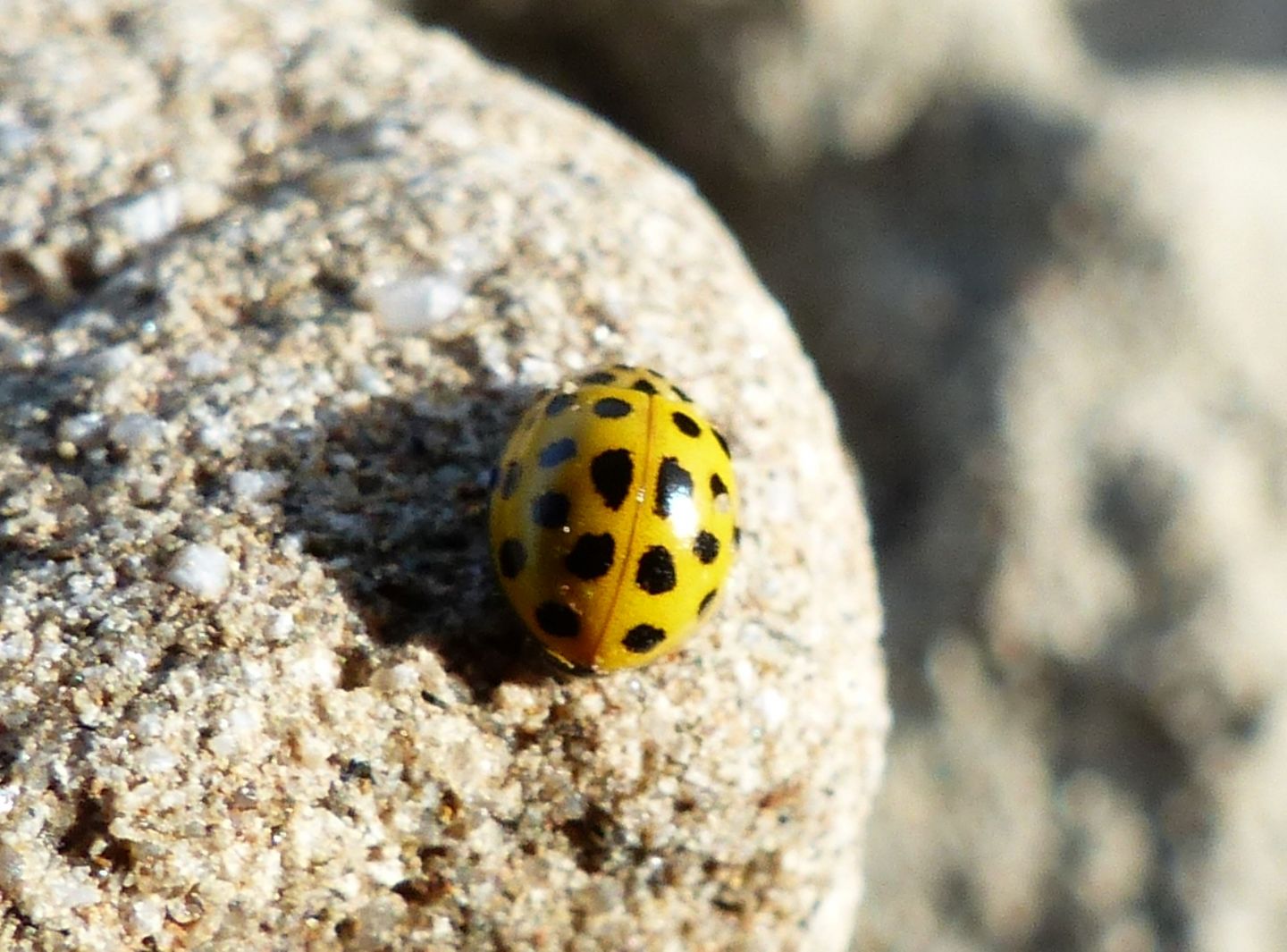 Coccinellidae: Psyllobora vigintiduopunctata